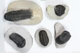 Lot: Assorted Devonian Trilobites - Pieces #84734-2